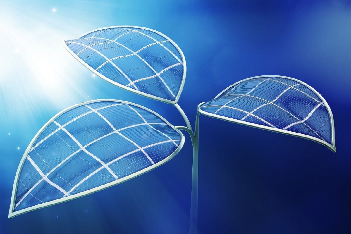 Le biomimétisme, un modèle d’innovation durable pour les secteurs de l’énergie et de l’environnement